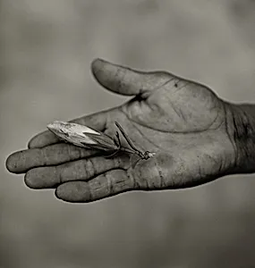 The "Hope" Grasshopper. Dona Antônia's Wish-Ribbon Bracelet. Five Centuries Work the Land at Black River.