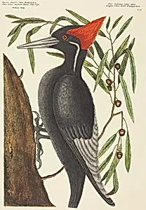 The Largest White Billed Woodpecker (Picus principalis)