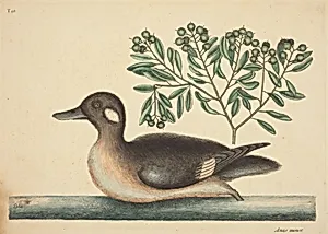 The Little Brown Duck (Anas rustica)