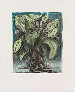 The Mandrake