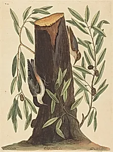 The Nuthatch (Sitta Europaea)