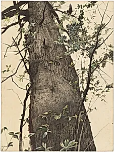 The Oak