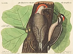 The Red Bellied Woodpecker (Picus Carolinus)