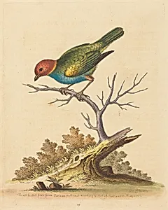 The Red-Headed Finch from Surinam
