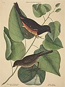 The Towhe Bird (Fringilla erythrophthalma)