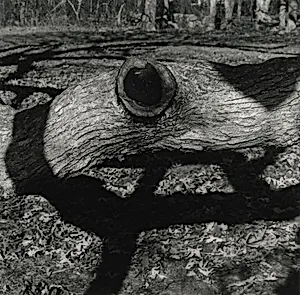 The Tree, Martha's Vineyard 15