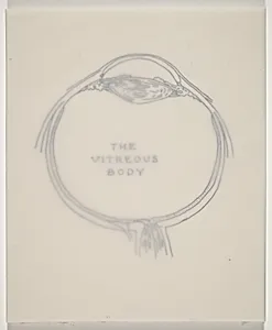 The Vitreous Body