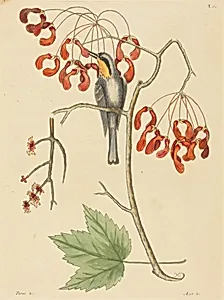 The Yellow Throated Creeper