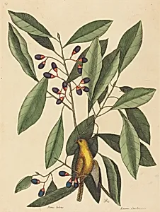 The Yellow Titmouse (Motacilla trochilus)