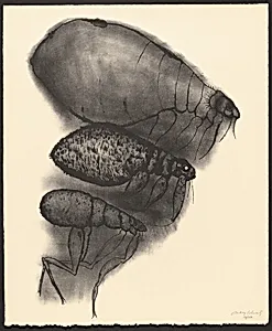 Three Insects