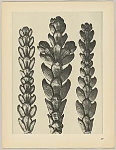 Thujopsis dolabrata