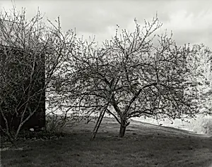 Tompkins County King [Apple Tree near Barn]