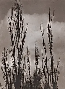 Topole (Poplars)