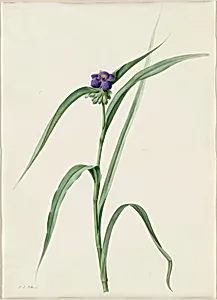 Tradescantia virginica