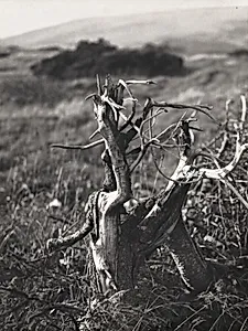 Tree Stump (Parez)