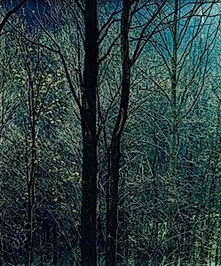 Trees and Bare Branches, Newfound Gap Road, Great Smoky Mountains National Park, Tennessee