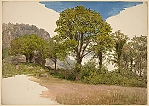 Trees Profiled against the Sky