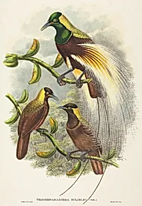 Trichoparadisea Gulielmi