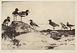 Turnstones