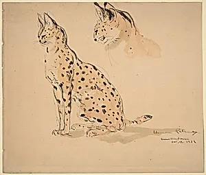 Two Studies of an Ocelot