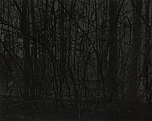 Untitled #21 (Forest)