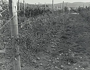 Untitled (Apple Row)