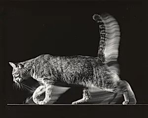 Untitled [Boozer the Cat Walking A5]