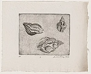 Untitled (Conch Shells)