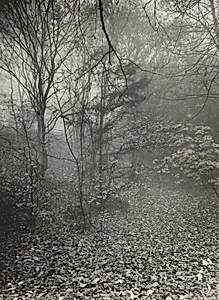 Untitled--Forest Scene