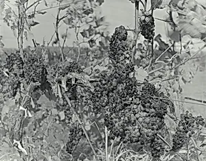 Untitled (Gewurztraminer)