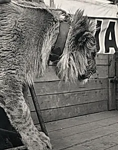 Untitled (Lion) (Bez názvu (Lev))
