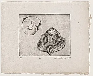 Untitled (Nautilus Shells)