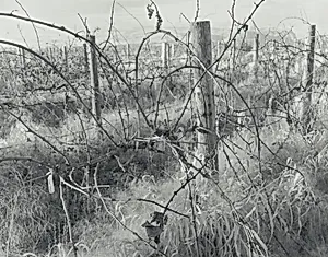 Untitled (Riesling, the Southern Most Ridge)