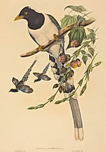 Urocissa magnirostris