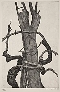 Vine