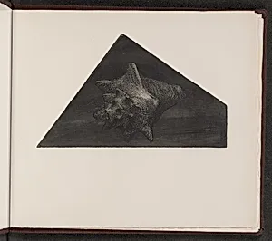 Voluta nauseum