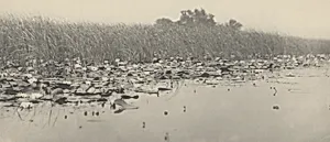 Water-Lilies