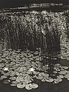 Water Lily Pond, Ashumet Farm, Hatchville