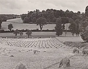 Wheatfield, France