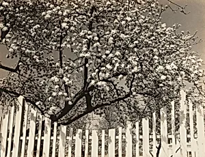 White Blossoms and Fence, Woodstock, New York