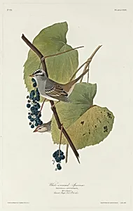 White-crowned Sparrow by Robert Havell after John James Audubon
