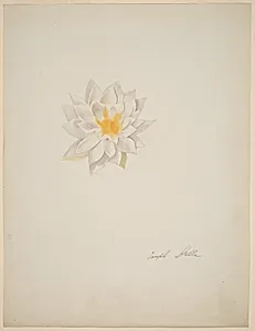 White Dahlia