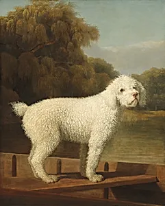 White Poodle in a Punt