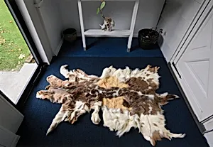 Whiting