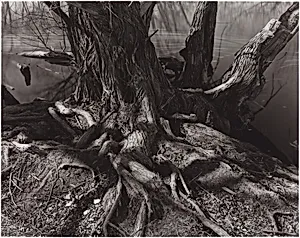 Willows Along Cache la Poudre River, Colorado