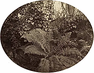 Winter Fronds of the Prickly Fern by Geoffrey Bevington