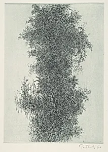 Wisteria
