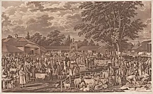 Wobourn Sheepshearing