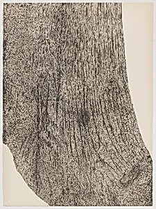 Wood from Of Nature, Of Man