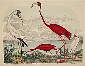 Wood Ibis, Scarlet Ibis, Flamingo, and White Ibis